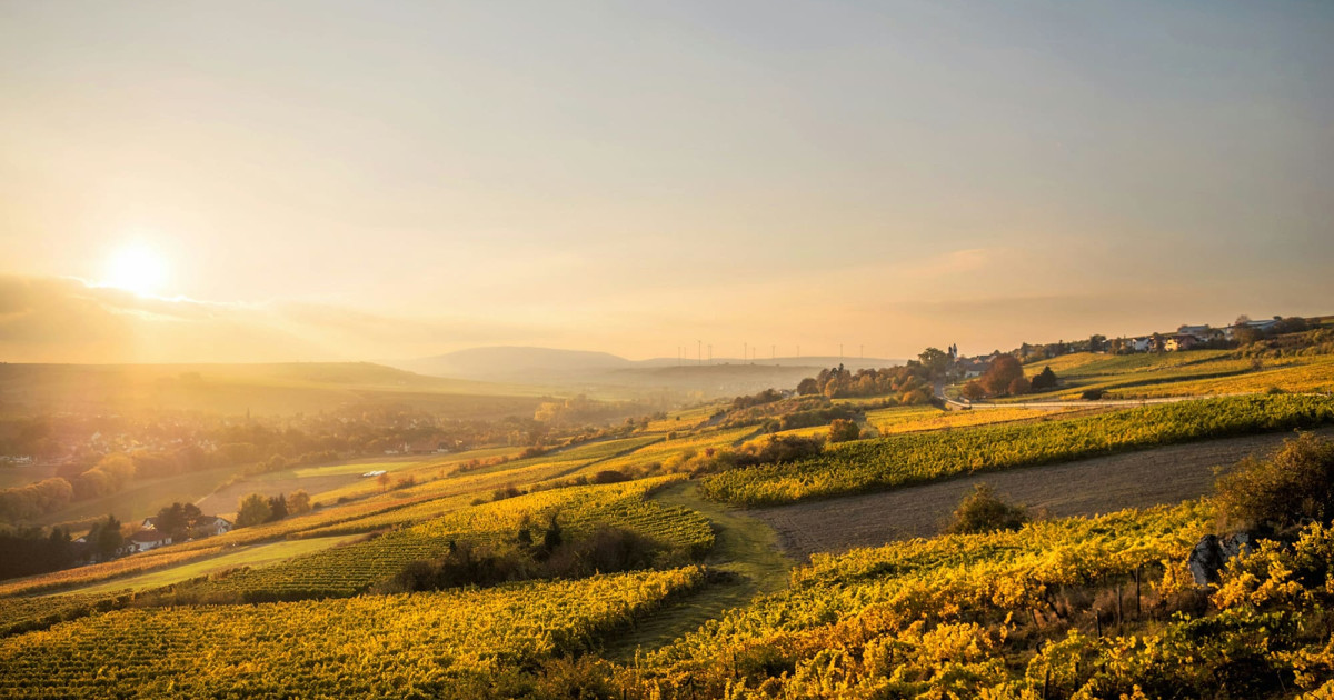 Comité Européen des Entreprises Vins